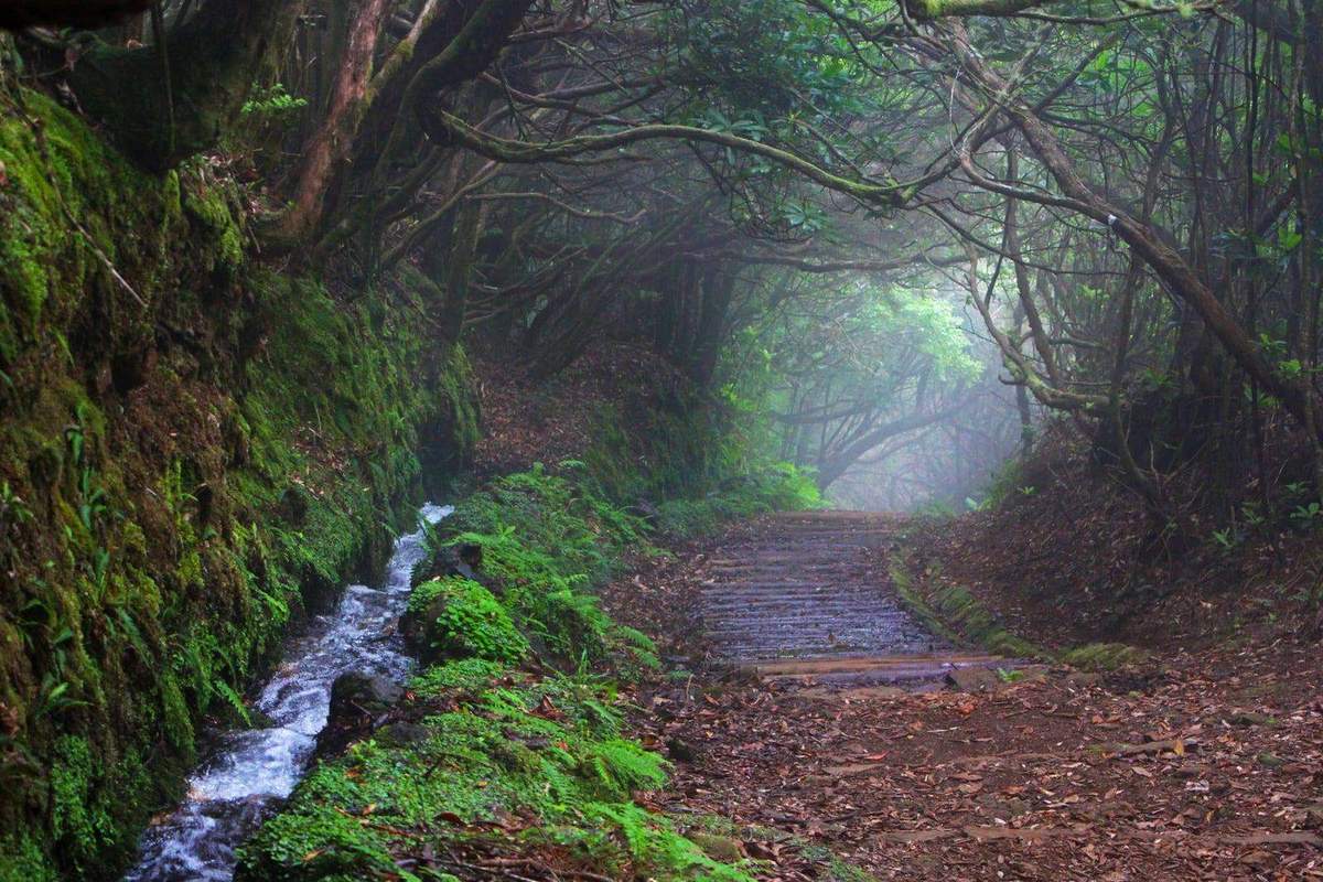 Levada path winding through Madeira's ancient laurisilva forest, a metaphor for navigating property acquisition with expert guidance