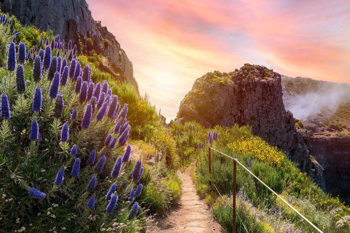 Trail to Pico do Areeiro at sunrise, Pride of Madeira flowers and volcanic peaks above the clouds